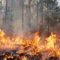 Fire engulfs a forest floor.