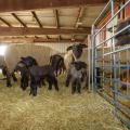 Sheep inside a barn standing on hay
