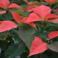 Vivid red bracts top green poinsettias.