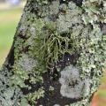 A tree branch is covered by three kinds of grayish-green patches.