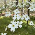 White dogwood blooms grow on bare branches.