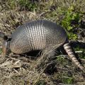 Armadillos have flat, pig-like snouts used to assist in digging, and many homeowners can detect the presence of these insect eaters by the shallow holes and rooting they leave behind when digging for food. (Photo by iStock)
