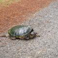 Mississippi reptiles, such as this snapping turtle, can be seen crossing the road this time of year as they search for sandy soil in which to build nests and lay eggs. (Photo by MSU Ag Communications/Kat Lawrence)