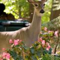 Although Mississippi remains fairly rural, deer seek refuge in areas that offer shelter, plentiful food, few predators and abundant water sources, so they frequently are found snacking in suburban flowerbeds. (Photo by iStock)