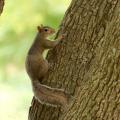 Although squirrels traditionally gather nuts, seeds, acorns, mushrooms, insects and leaves from forested habitats, they also enjoy readily available food from backyard and agricultural habitats, which often causes conflict between squirrels and homeowners. (Photo by MSU Ag Communications/Kat Lawrence)