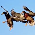 This is an image of two mallard ducks flying. Waterfowl can carry various strains of the avian influenza virus. Hunter can help prevent spreading the virus by following recommended precautions.