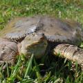 Turtles pose no major threat to fish populations in ponds. In fact, they have a beneficial effect on water quality by scavenging for dead animals and plants. (Photo by Evan O’Donnell/MSU Extension)