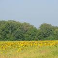 Sunflower fields offer photographers scenic settings in the summer. Later in the fall, fields like this one offer doves some of their favorite dining options. (MSU Extension Service file photo/Kat Lawrence)