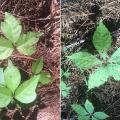 “Leaves of three, let them be” (left) is the rhyme people use to identify poison ivy while it is actively growing, but every part of the plant can cause itchy outbreaks, even during winter dormancy. Virginia creeper (right) is often mistaken for the three-leaved poison ivy, but there is no need to fear these vines with five leaves. (Photos by MSU Extension Service/Evan O’Donnell)