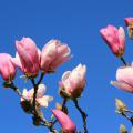 The buds and blooms of the saucer magnolia are fairly reliable early indicators of spring in Mississippi. (Photo by MSU Extension Service/Gary Bachman)