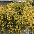 Native yellow jasmine, or yellow jessamine, adds one of the first touches of color after winter. It blooms profusely and has a sweet fragrance. (Photo by MSU Extension Service/Gary Bachman)