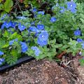 Blue Daze evolvulus is an easy-to-care-for plant that spreads quickly. The foliage has a downy appearance, and the sky-blue flowers are open for only one day. (Photo by MSU Extension Service/Gary Bachman)