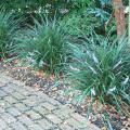 The Evergreen Giant liriope is a good landscape choice for shady areas that need a large presence. (Photo by MSU Extension Service/Gary Bachman)