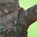 Trim branches at the branch collar, which is a slightly raised area around the point where the branch is connected to the tree trunk. The tree will heal better if the branch is removed at this point rather than flush with the trunk (Photo by MSU Extension Service/Gary Bachman)