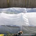 Use plastic pipe and plastic sheeting to make easy, small greenhouse structures to provide winter cold protection. (Photo by MSU Extension Service/Gary Bachman)