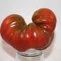 Heirloom tomatoes, such as this Black Sea variety, are generally lumpy and bumpy, and they split and crack easily, but their reward is in increased taste and flavor. (Photo by MSU Extension/Gary Bachman)