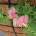 Supertunias are big, bold and free-flowering plants ideal for summer blooms. They come in a variety of colors, including this Picasso in Pink Supertunia. (Photo by MSU Extension/Gary Bachman)