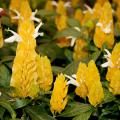 The yellow shrimp plant is easy to grow and will bloom all summer long. Plant and grow the plants where they can receive full morning sun but get some shade for protection from afternoon sunlight. (Photo by MSU Extension/Gary Bachman)