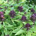 Siam Queen is a Thai basil with purple flowers and a licorice aroma and flavor (Photo by Gary Bachman/MSU Extension Service)