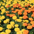 American marigolds are often called African marigolds. The Antigua series is popular, such as this orange-and-yellow variety. (Photo by MSU Extension/Gary Bachman)