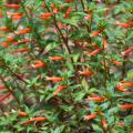 Cuphea Vermillionaire is a heat-loving plant that flowers from spring to frost in the fall and can reach 3 feet in height by summer’s end. (Photo by MSU Extension Service/Gary Bachman)