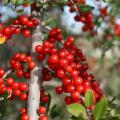 The Mississippi native yaupon holly can be seen popping out of woodland edges everywhere. Its distinctive berries have a translucent quality that imparts a gem-like appearance. (Photo by MSU Extension/Gary Bachman)