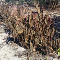 Temperatures as low as 12 degrees in Tupelo and 23 degrees in Ocean Springs froze many plants this past weekend. These Quad Color Clerodendrons were scorched brown by the freeze. (Photo by MSU Extension/Gary Bachman)