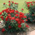 Roses are a beautiful addition to home landscapes, and certain modern varieties offer reliable performance without requiring expert care. (Photo by MSU Extension/Gary Bachman)