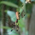 The Golden Silk Orb Weaver is found all along the Gulf Coast, as well as Central and South America. (Photo by MSU Extension/Gary Bachman)