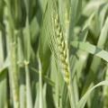 Some producers of winter wheat, such as this wheat grown during the 2013-2014 season at the Mississippi State University R.R. Foil Plant Science Research Center, are eligible for a Supplemental Coverage Option in addition to their crop insurance policies. (File Photo by MSU Ag Communications/Kat Lawrence)