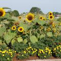 Mississippi State University horticulture experts will lead educational seminars, answer gardening questions, and offer walking and wagon tours of the gardens at the annual fall flower and vegetable tour at the North Mississippi Research and Extension Center in Verona on Sept. 20, 2014. (File Photo)