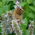 Butterflies, such as this buckeye butterfly, and other plants, animals and insects will be counted during the Mississippi BioBlitz on Oct. 4, 2014, at the Natchez Trace Parkway Visitor Center near Tupelo. BioBlitz is a 13-hour event that teams scientists, students, teachers and community members to track down and identify as many local species as possible. (MSU Ag Communications/File Photo)