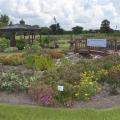 The All-America Selections garden at the Mississippi State University South Mississippi Branch Experiment Station in Poplarville is in full bloom for the Ornamental Horticulture Field Day set for Oct. 2, 2014. Visitors that day can tour the demonstration gardens and hear updates on the latest research. (Photo by MSU Ag Communications/Kevin Hudson)