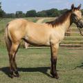 This filly, registered with the American Quarter Horse Association, is one of about 20 horses that will be included in the Mississippi State University horse auction in November. (Submitted Photo)