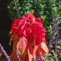 Botanically, the summer poinsettia is Amaranthus tricolor, also known as Joseph's Coat.