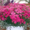 Bouquet Purple dianthus