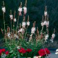  The tall, airy-looking flowers of the gaura give the appearance of butterflies floating above the other flowers in the garden or mixed container.