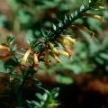 The cigar or firecracker cuphea has beautiful fluted flowers that are exotically unique and a delight to the ruby-throated humminbird.