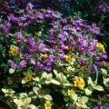 The Outback Sunset lysimachia with its yellow and green variegated foliage and yellow-orange, bell-shaped flowers is a spreading ground cover that combines wonderfully with plants like New Wonder scaevola.