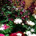 The tall Angel Face angelonia combines wonderfully with other flowers like these purple ageratums and white osteospermum.