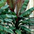 These Red Abyssinian bananas were growing outside of the First Baptist Church in Magee and demonstrate how to make a dramatic landscape impact.