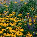 The dark blue-violet of Sunny Border Blue Veronica partners well with Goldsturm rudbeckia and the light blue Russian sage.