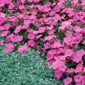 Silver Falls dichondra makes a stunning groundcover when grown in front of flowers like these pink petunias or foliage like Mississippi Summer Sun coleus.