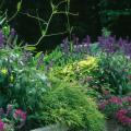 The Gold Thread chamaecyparis and coleus shine brilliantly in this garden of purples and violets. 