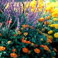 The real garden fiesta begins once you start growing the Mexican bush sage with the Mexican sunflower.