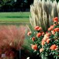 Visitors to the Fall Flower and Garden Fest can expect to find a variety of flowers and ornamental grasses, like the muhly grass and dwarf pampas shown here.