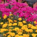 Bouquet Purple is a tall cut-flower type dianthus that is cold tolerant yet able to endure a Mississippi summer. The flowers are a bright, bold, cheerful hot pink-purple color. 