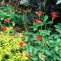 In the first year the Rajun Cajun gets established nicely and for most of the summer sends up shooting star-like stalks topped with brilliant red blossoms. By the third year the clump has enlarged considerably, yielding dozens of flower stalks at once.