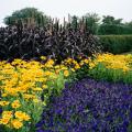 Purple Majesty ornamental millet provides an outstanding backdrop to these Prairie Sun rudbeckias and Blue Wave petunias.