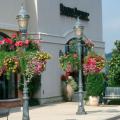 Gardeners can buy hanging baskets already blooming or make their own.